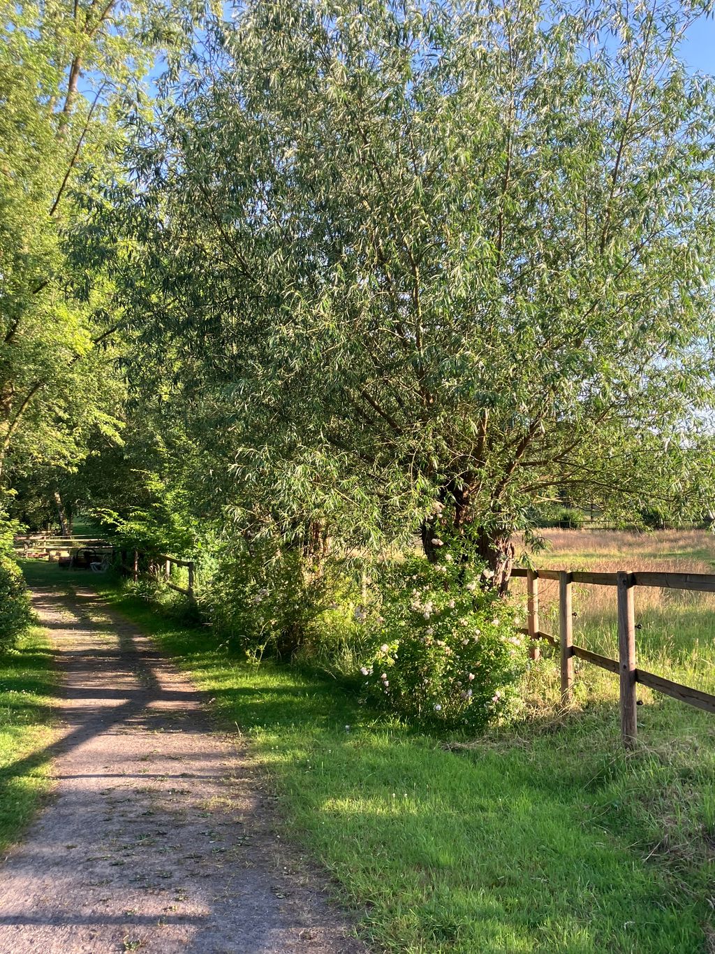 Piazzola accanto a pascolo per cavalli e laghetto naturale