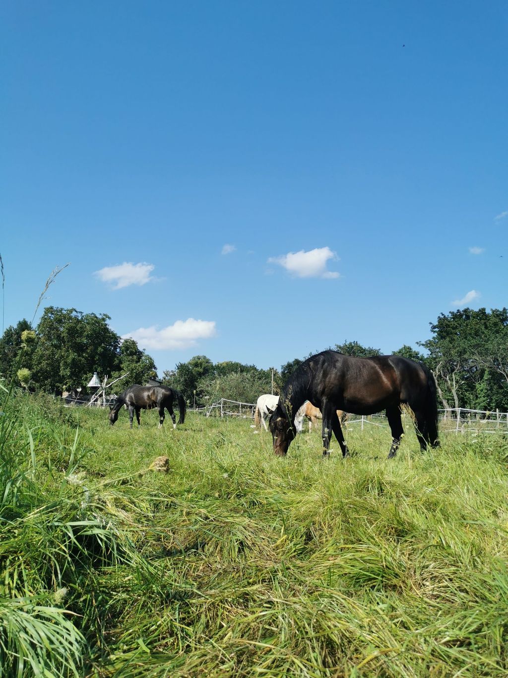 Campen auf dem Vierseitenhof
