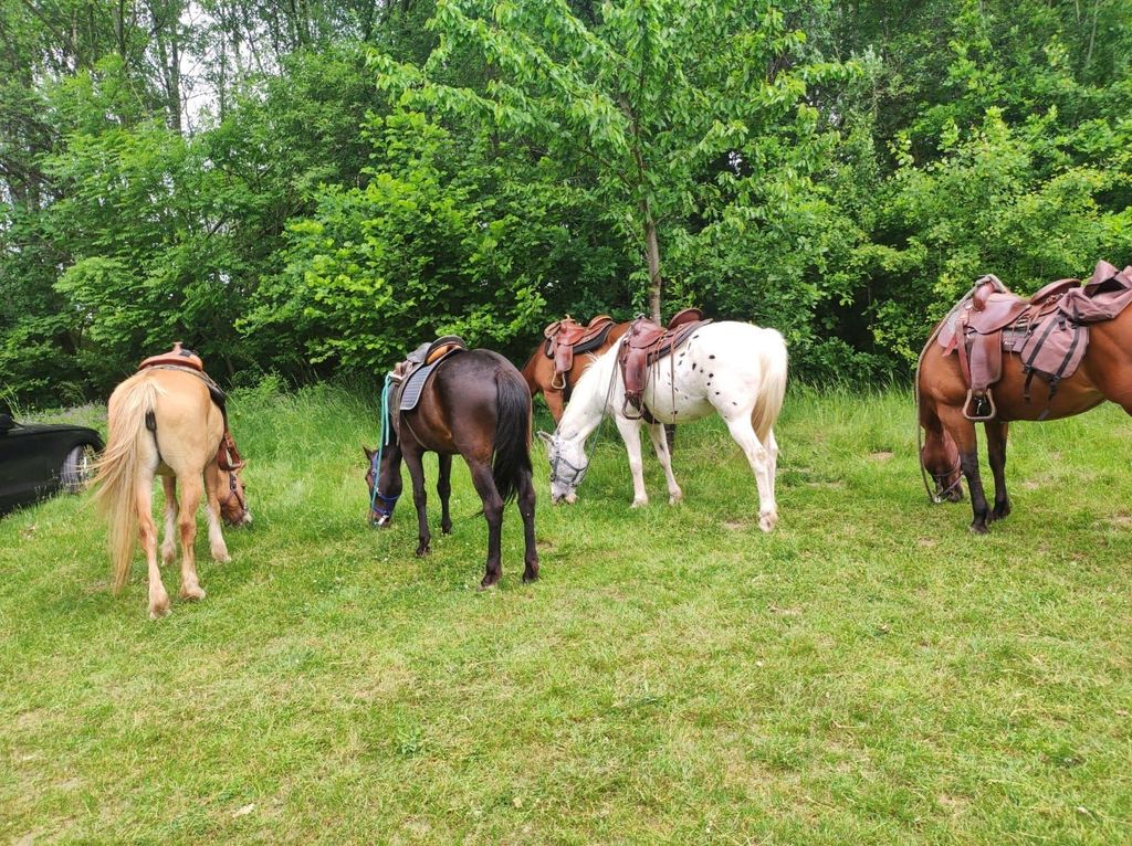 Camping on the horse meadow