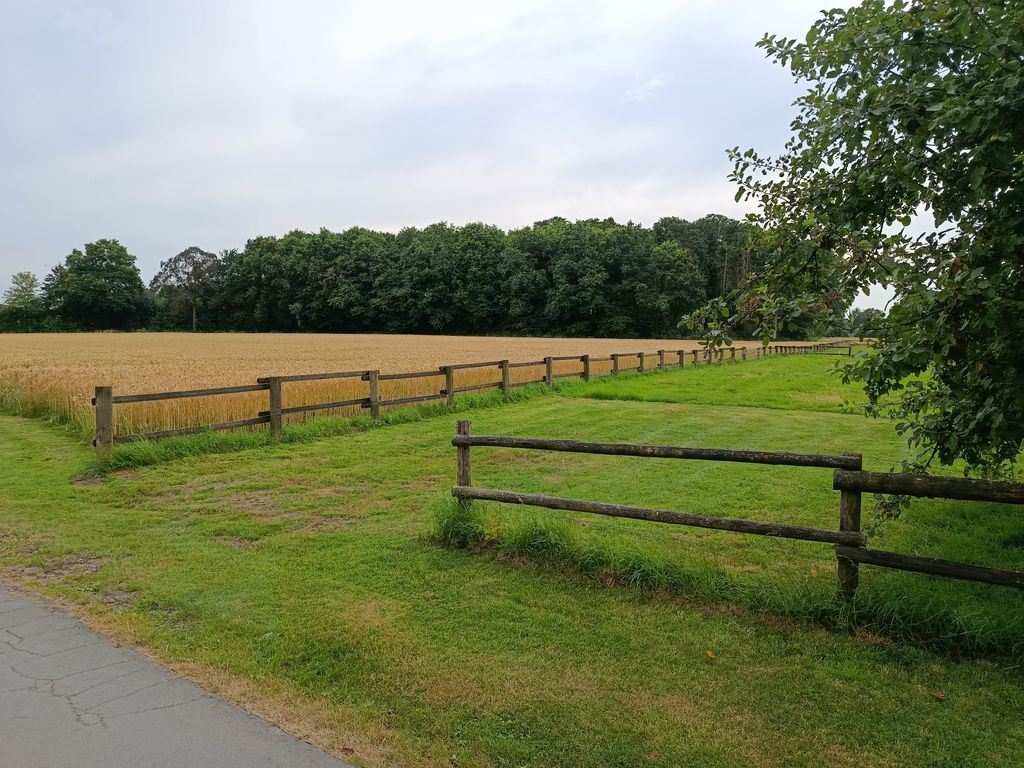 A spot on the lawn next to the fruit trees 