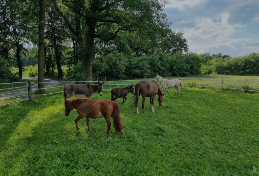 Pradera de frutas entre burros, ovejas y vacas