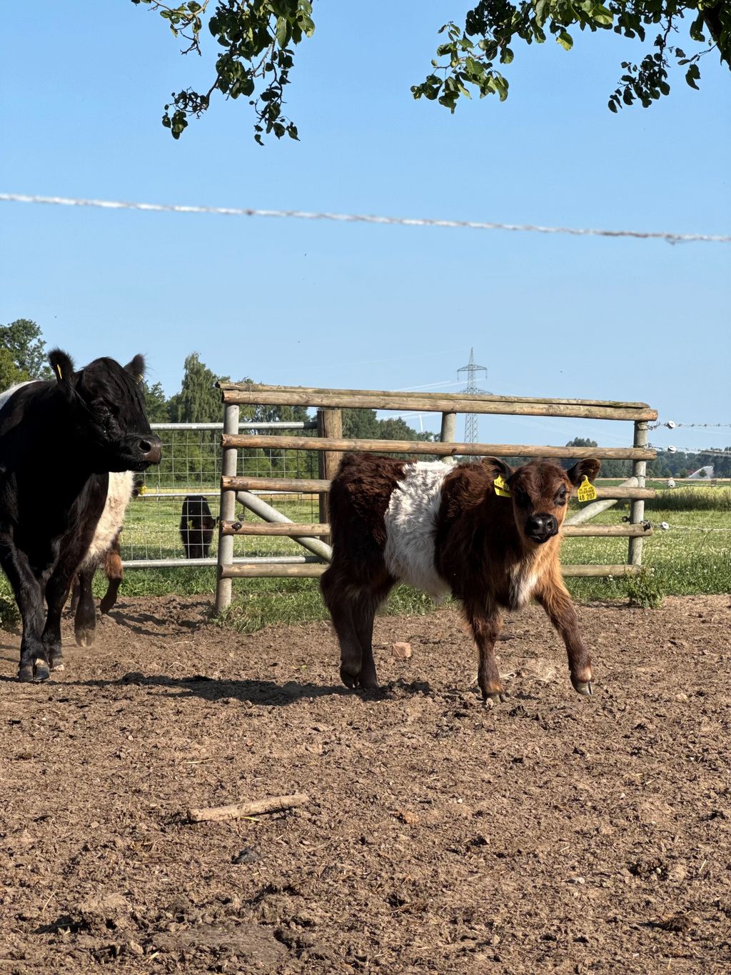 Idylle pur auf kleiner Gallowayfarm