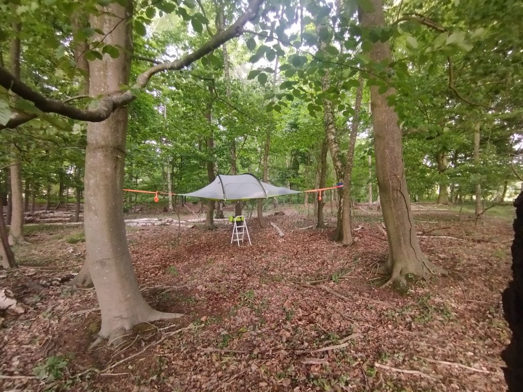 Im Baumzelt das Blätterdach bestaunen