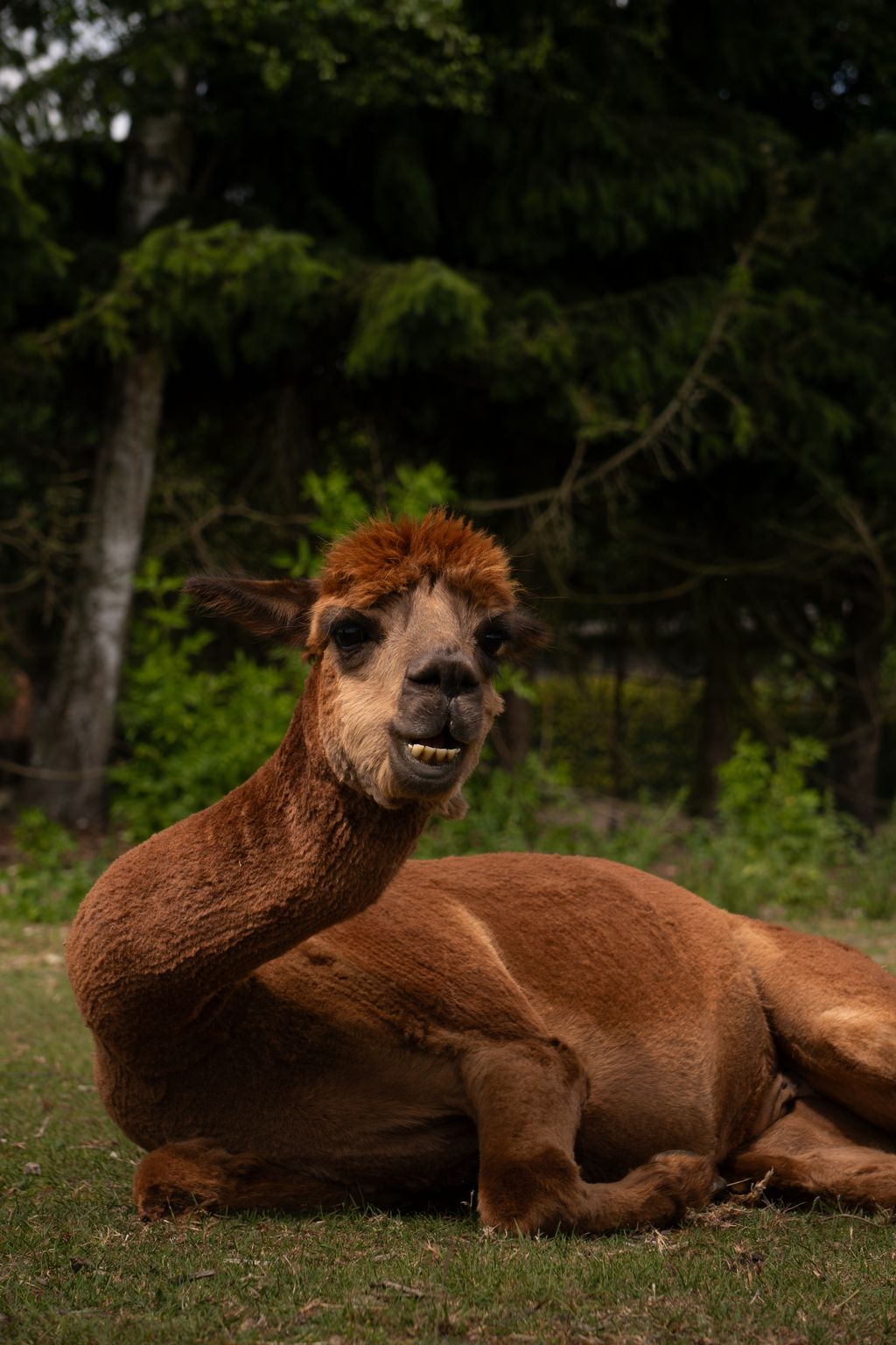 Acampada de alpacas en la granja