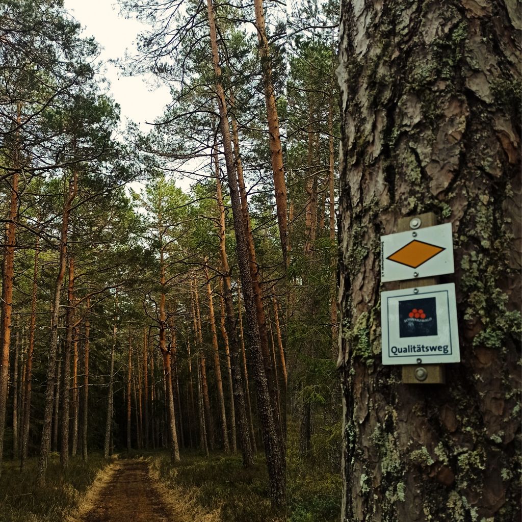 Accommodation in the Black Forest between forest & meadow