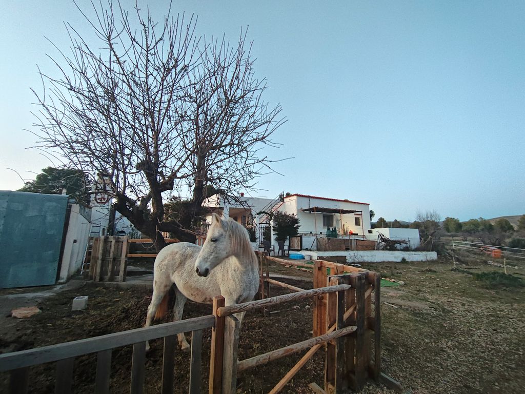 Entre chevaux et amandiers