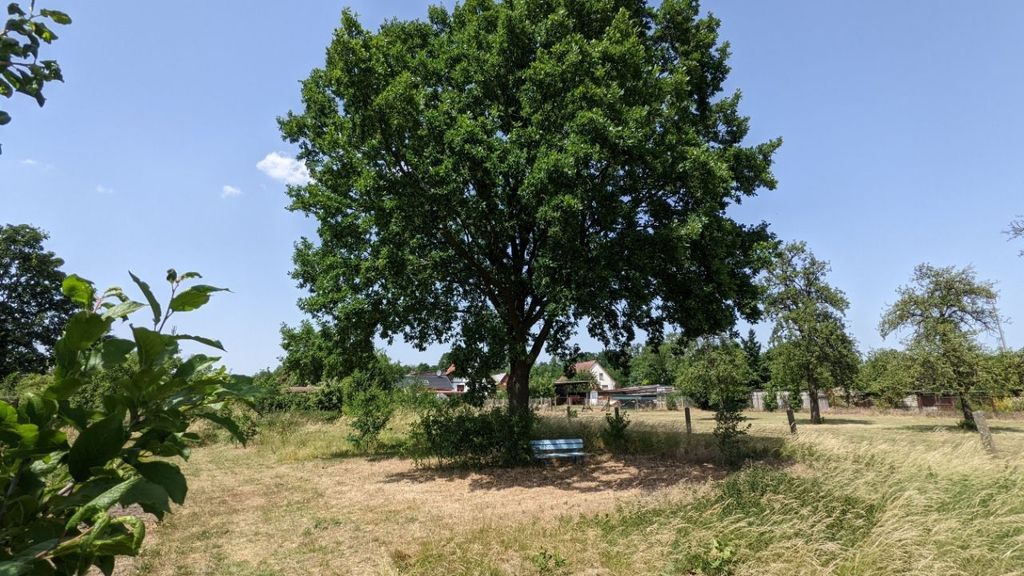 Atmosfera estiva - frutteto ai margini del parco delle stelle