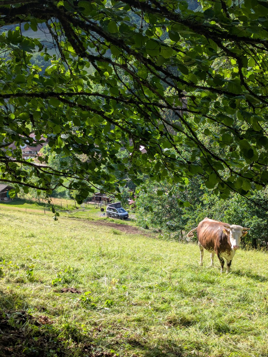 Vacation in the Black Forest vacation farm for campers