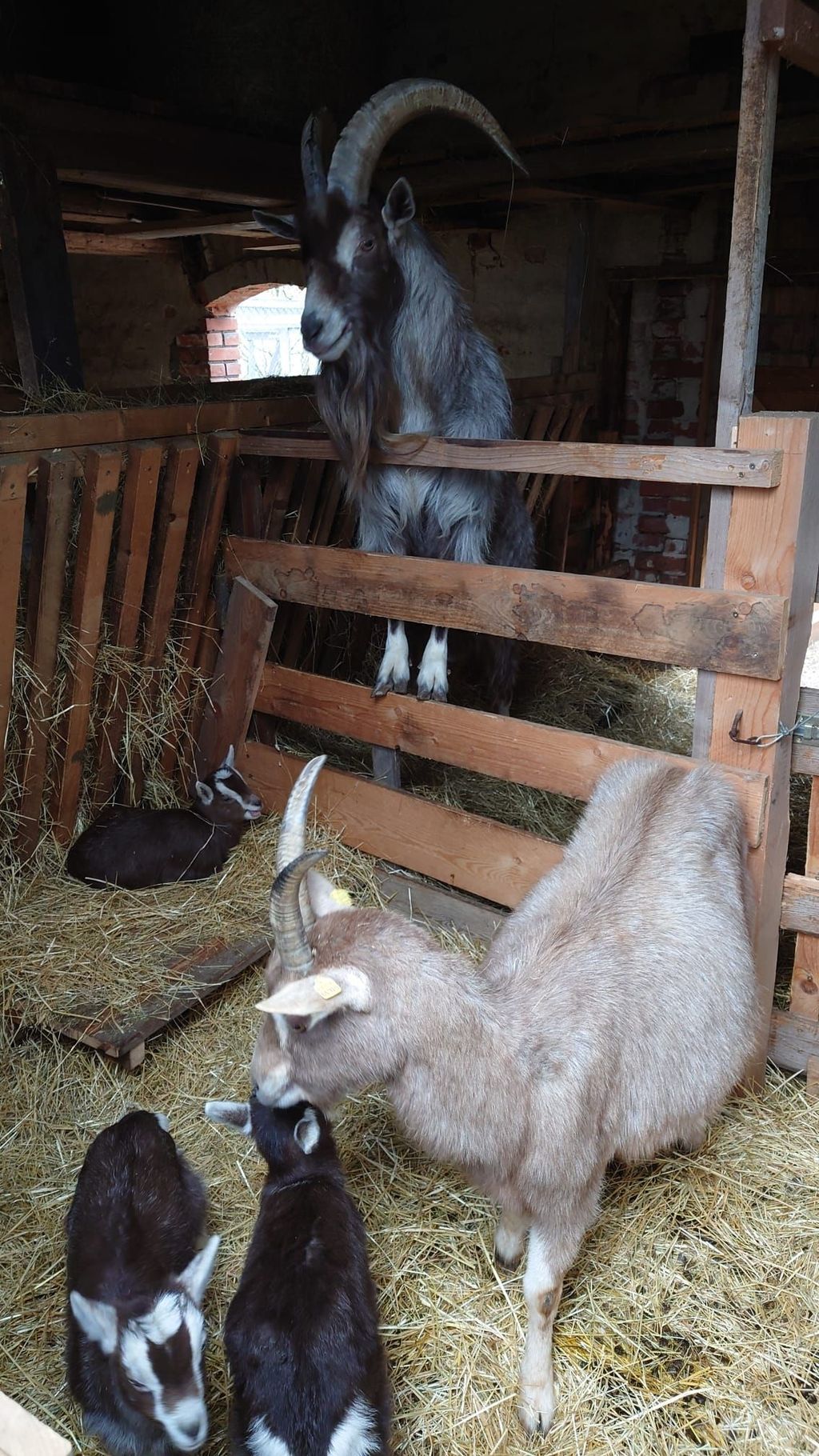 Campeggiare sotto gli alberi vicino agli animali