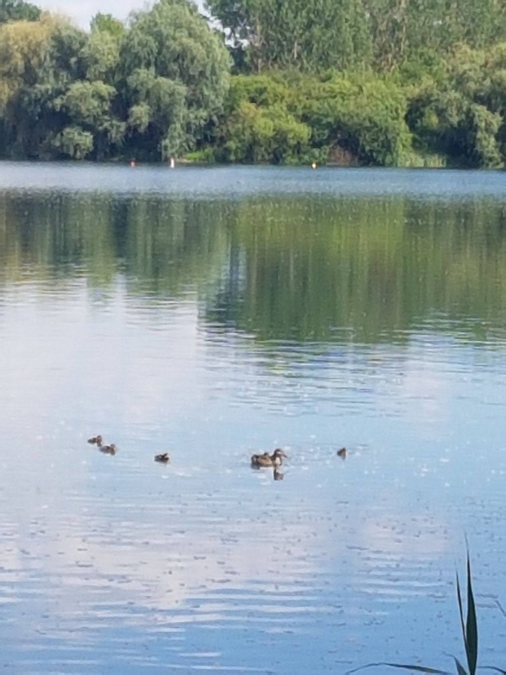 Camping a orillas del lago en el sur del Harz