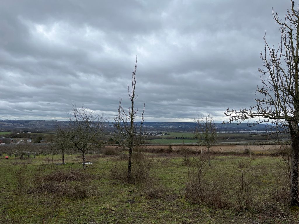 Steinberg Kuhweide in Rheingau