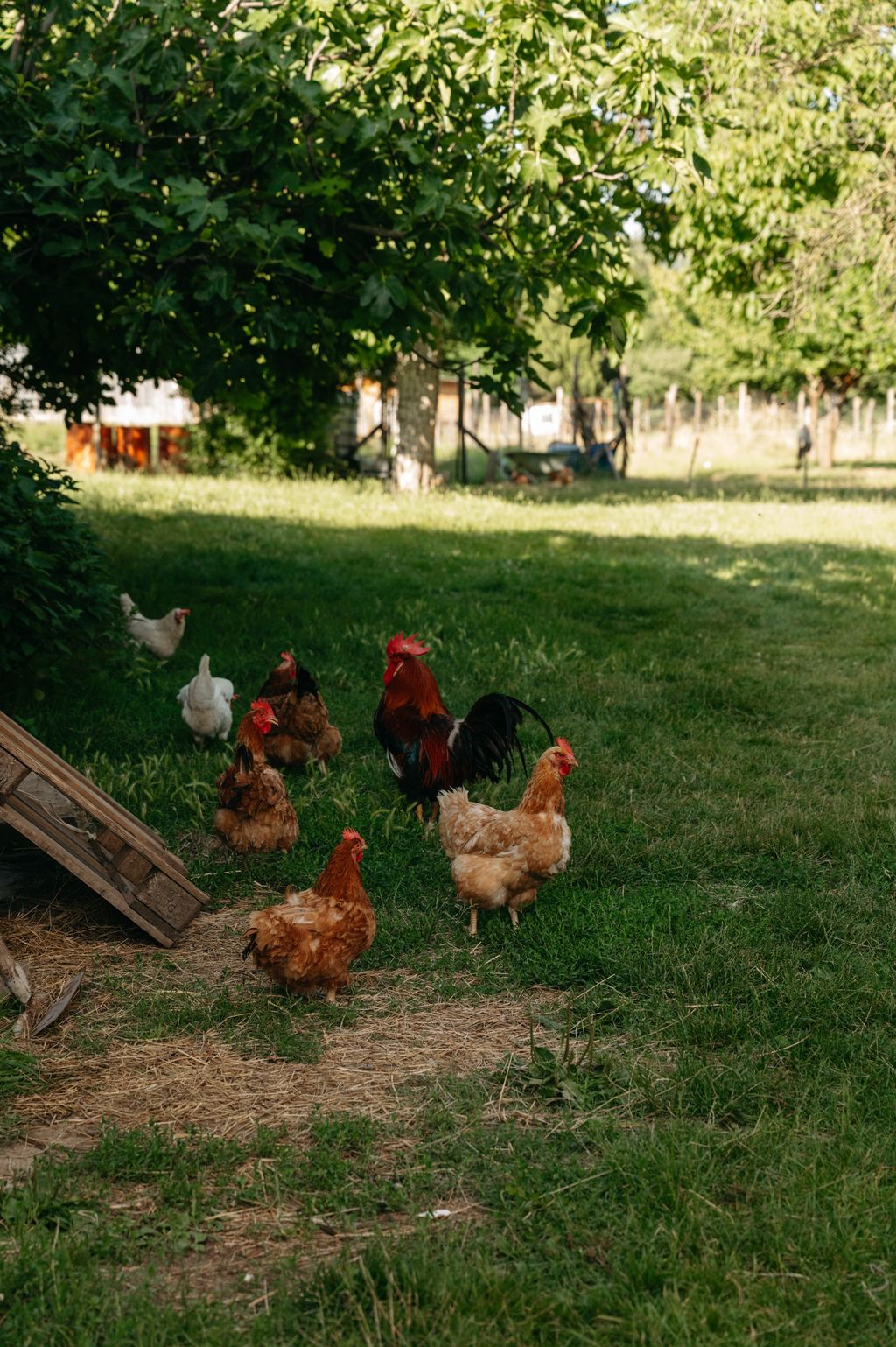 Organic camping with vegetable garden near Montesole