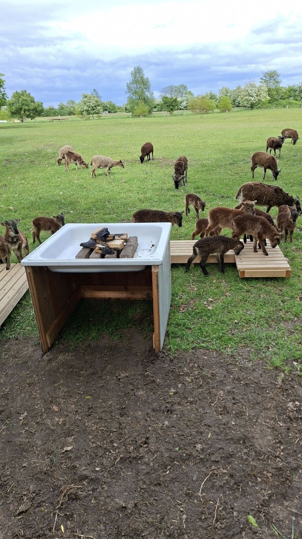Unsere Wildschafe