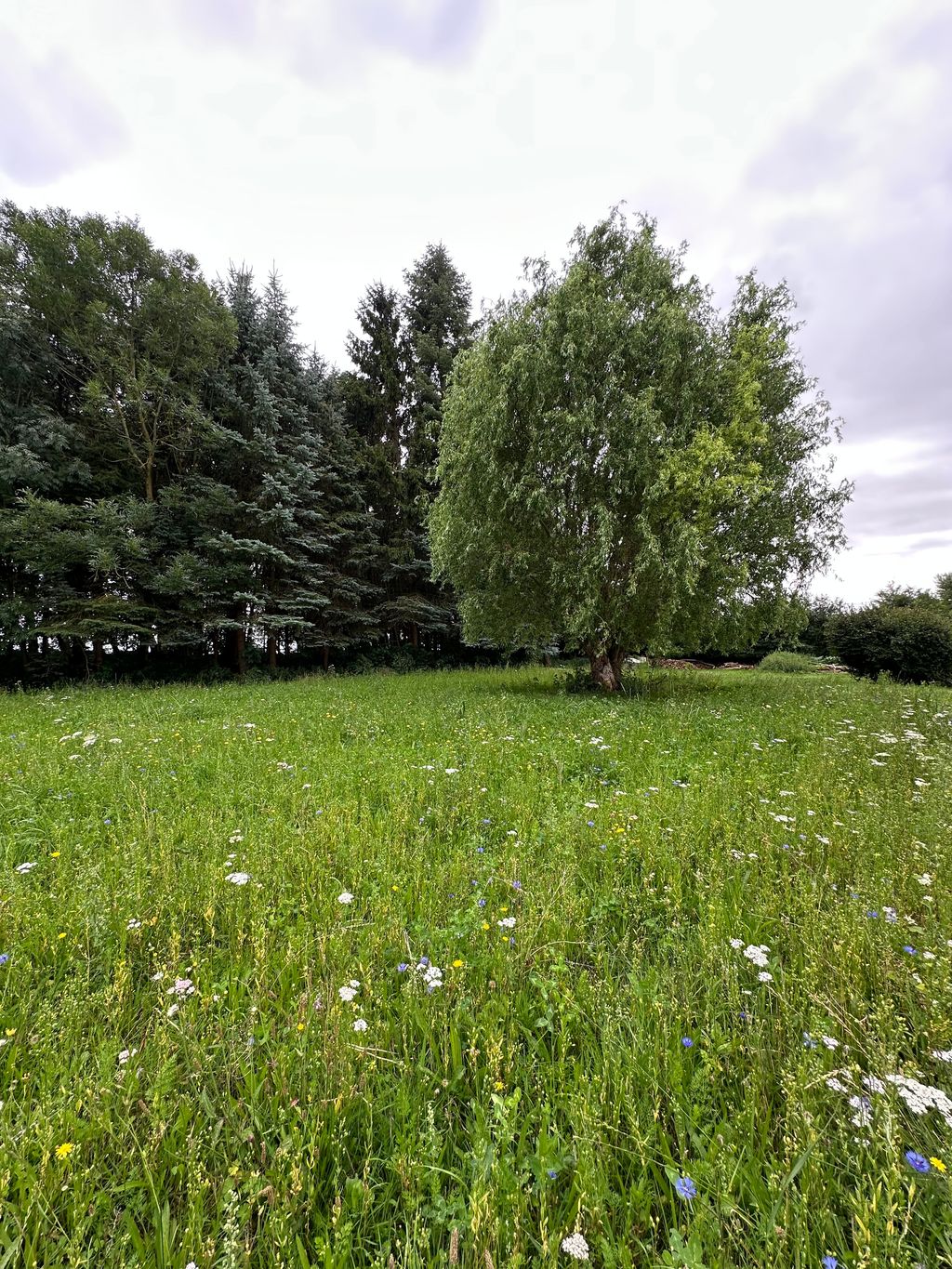 Stellplatz WIESE
