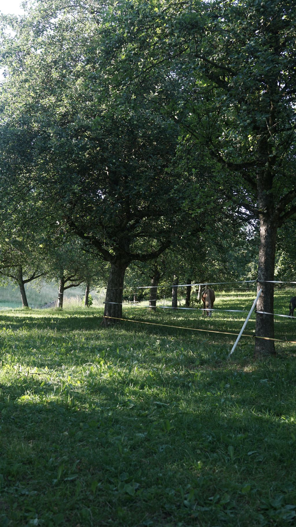 Area di sosta sul Lago di Costanza  - Dormire sotto i meli 