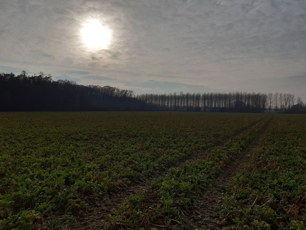 Pure nature on an estate on the border D-NL