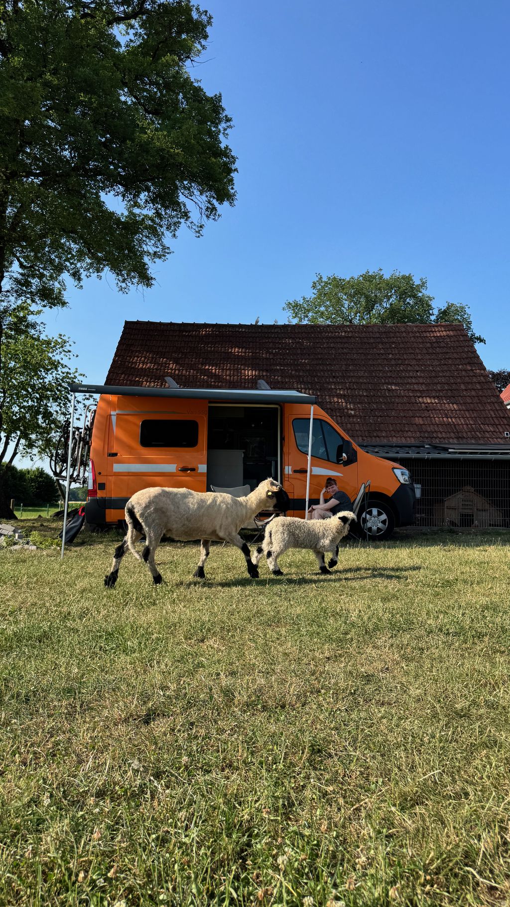 Idylle pur auf kleiner Gallowayfarm