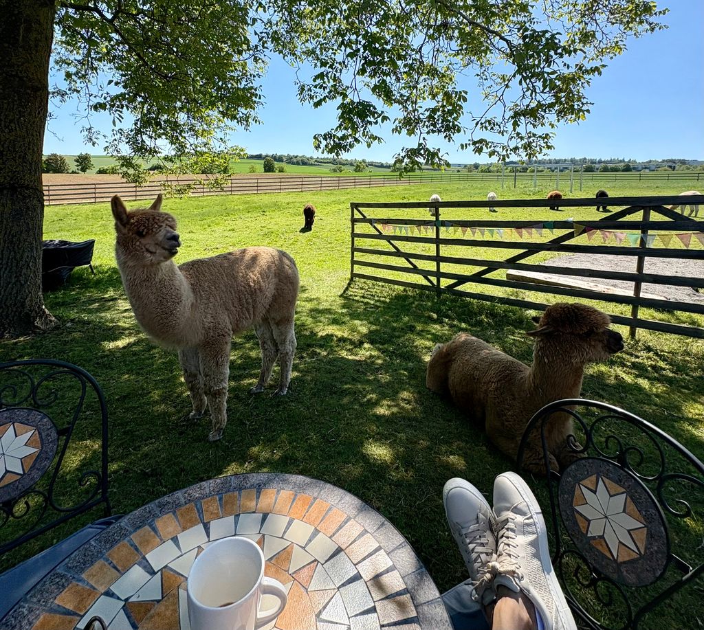Acampada en la granja de alpacas: vuestra escapada de bienestar