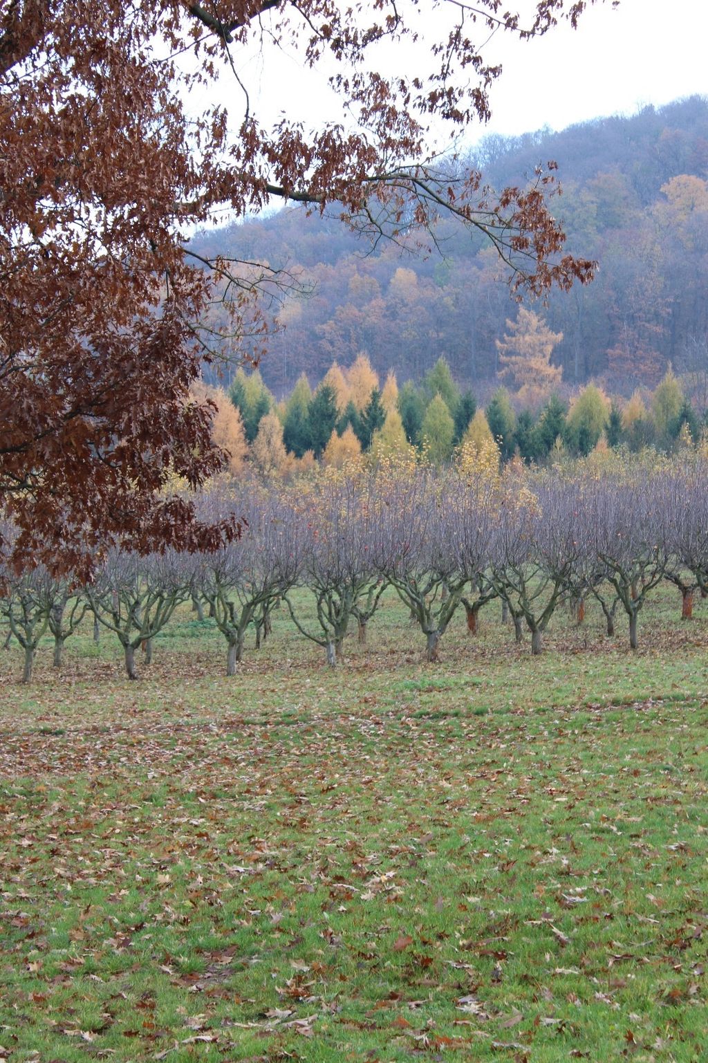 Apple orchard in the Czech low mountain range