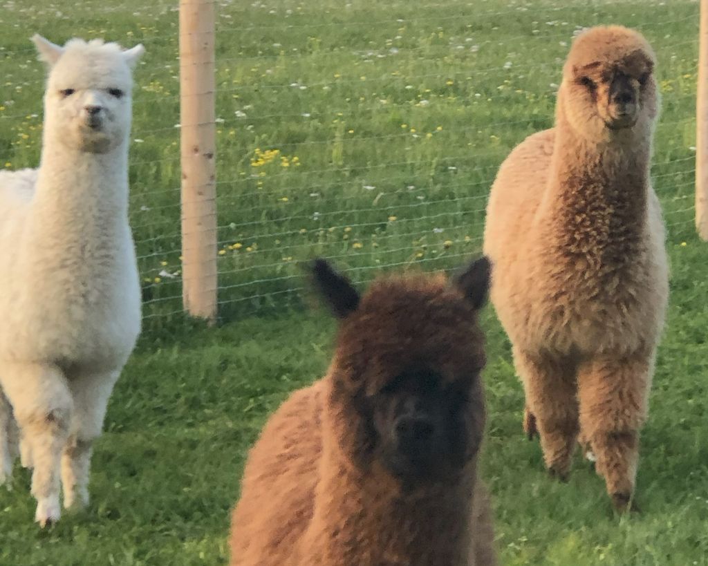 Idílica ubicación aislada con las alpacas