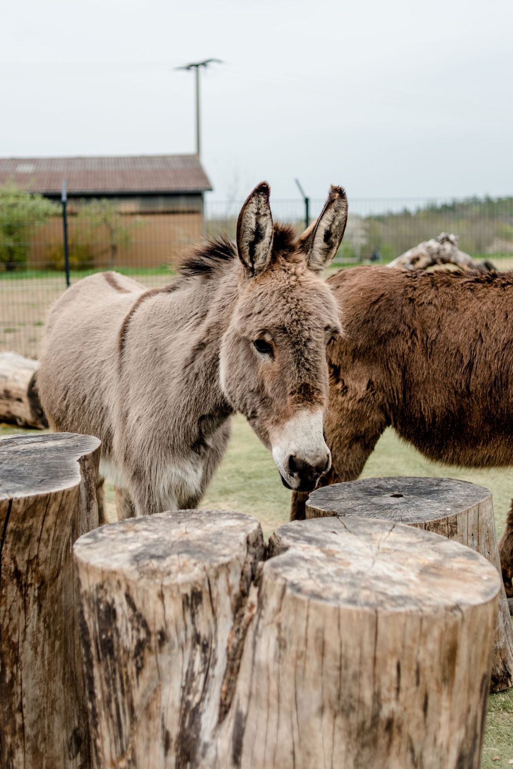 Camping at the donkey enclosure at Erlebnishof Odenwald