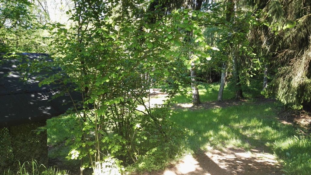 Primitive forest property with stream