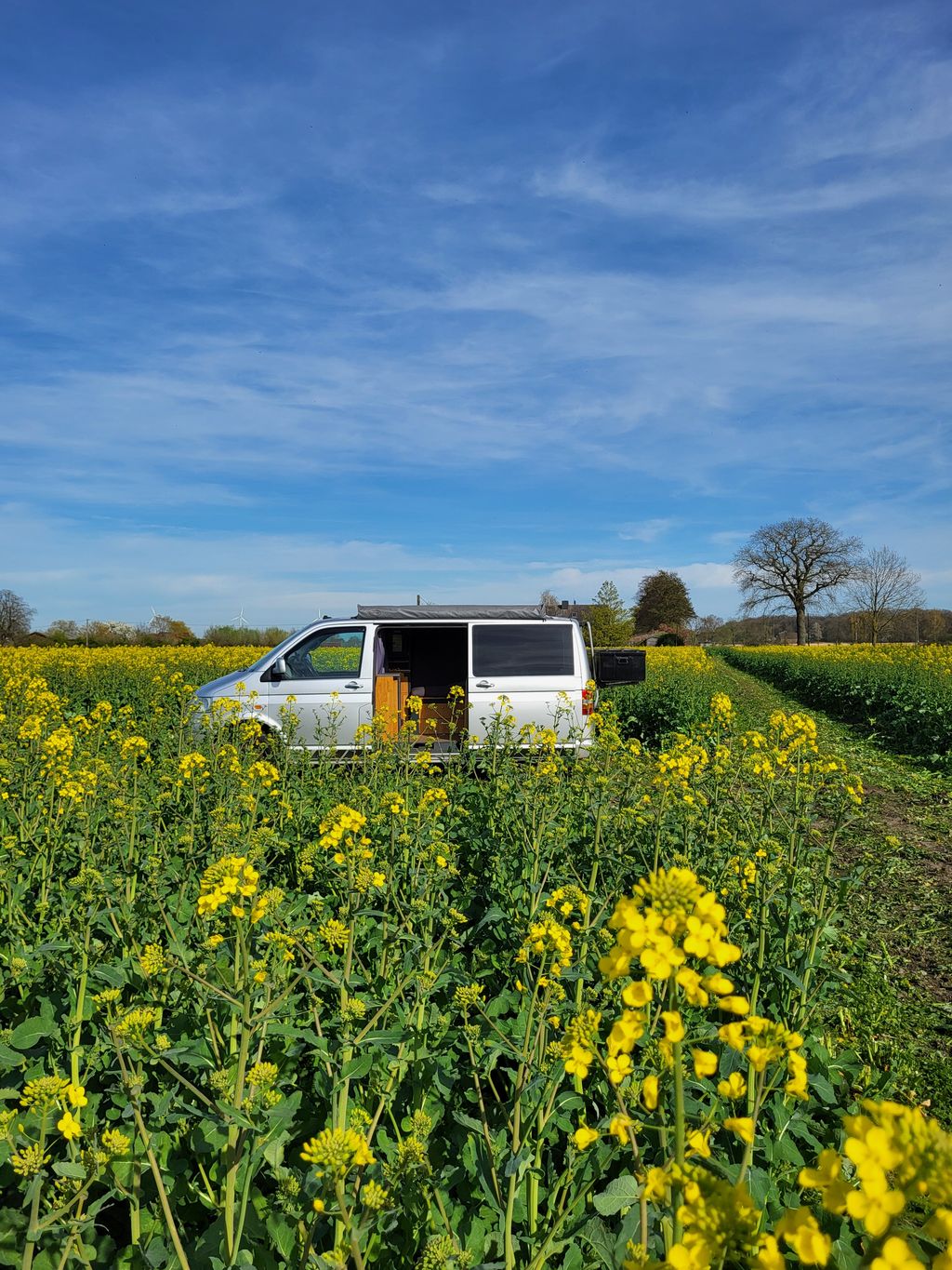 Emplacement dans un champ de colza