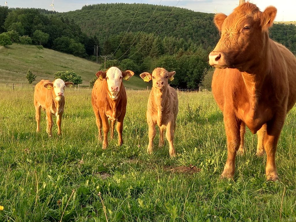 Lugar en la granja ecológica de Schiefer-Wacken-Weg
