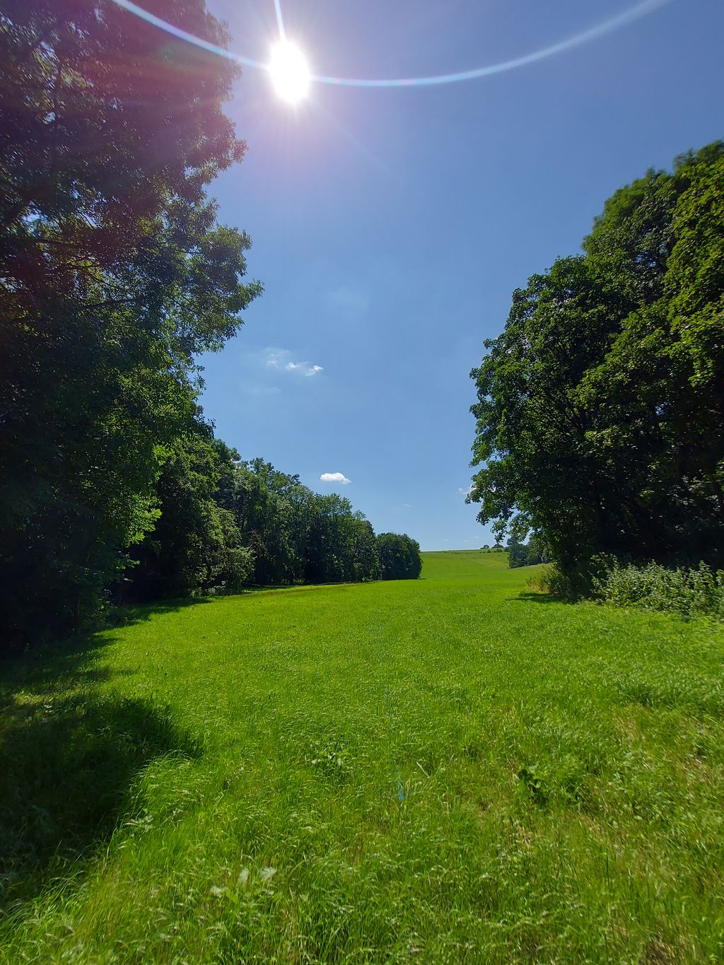 A quiet campsite on the edge of a forest and meadow