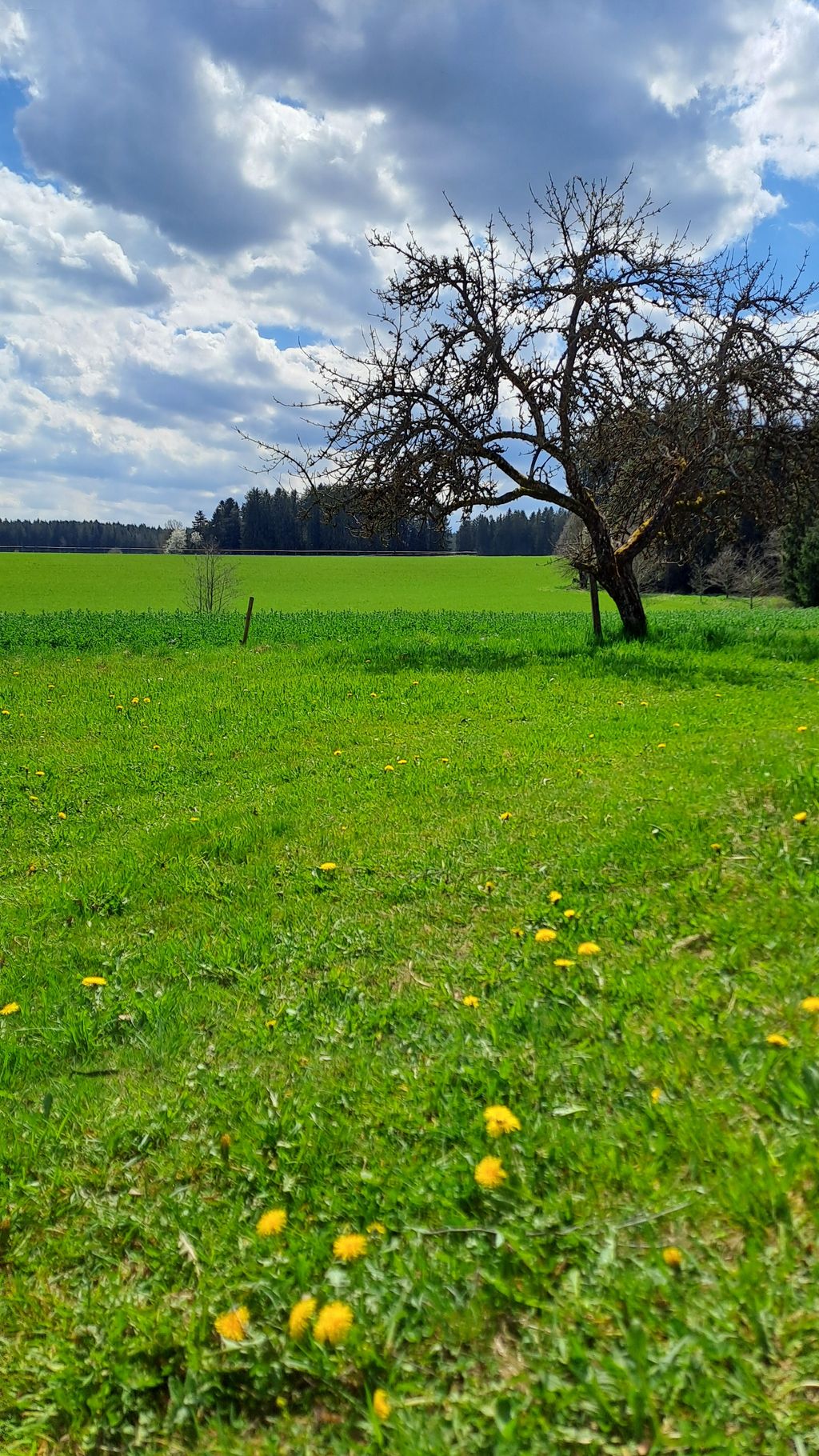 Au cœur de la Forêt-Noire, sans fioritures
