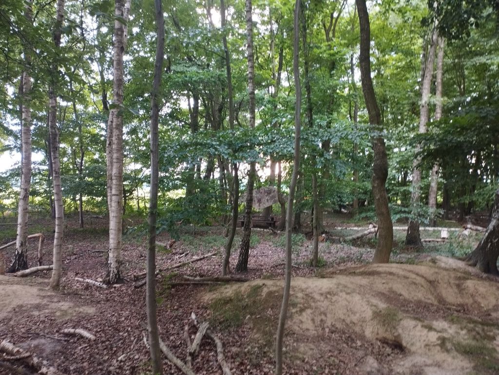 Admirer la canopée sous une tente en forme d'arbre