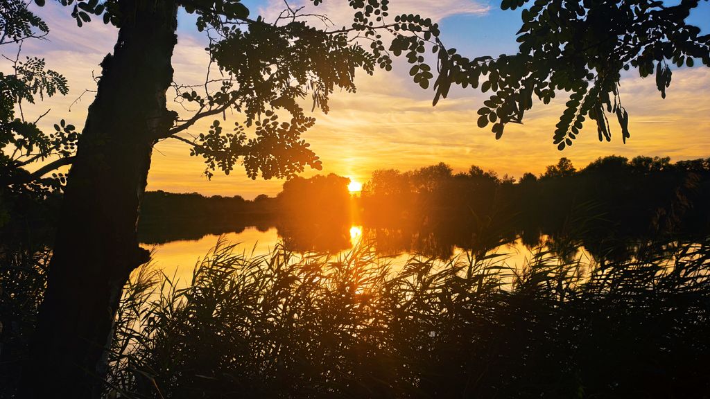 Pitch by the pine forest