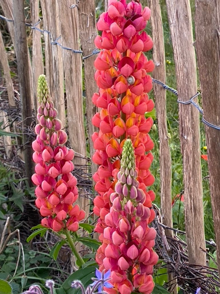 entspannt in der Wiese dem Alltag entfliehen