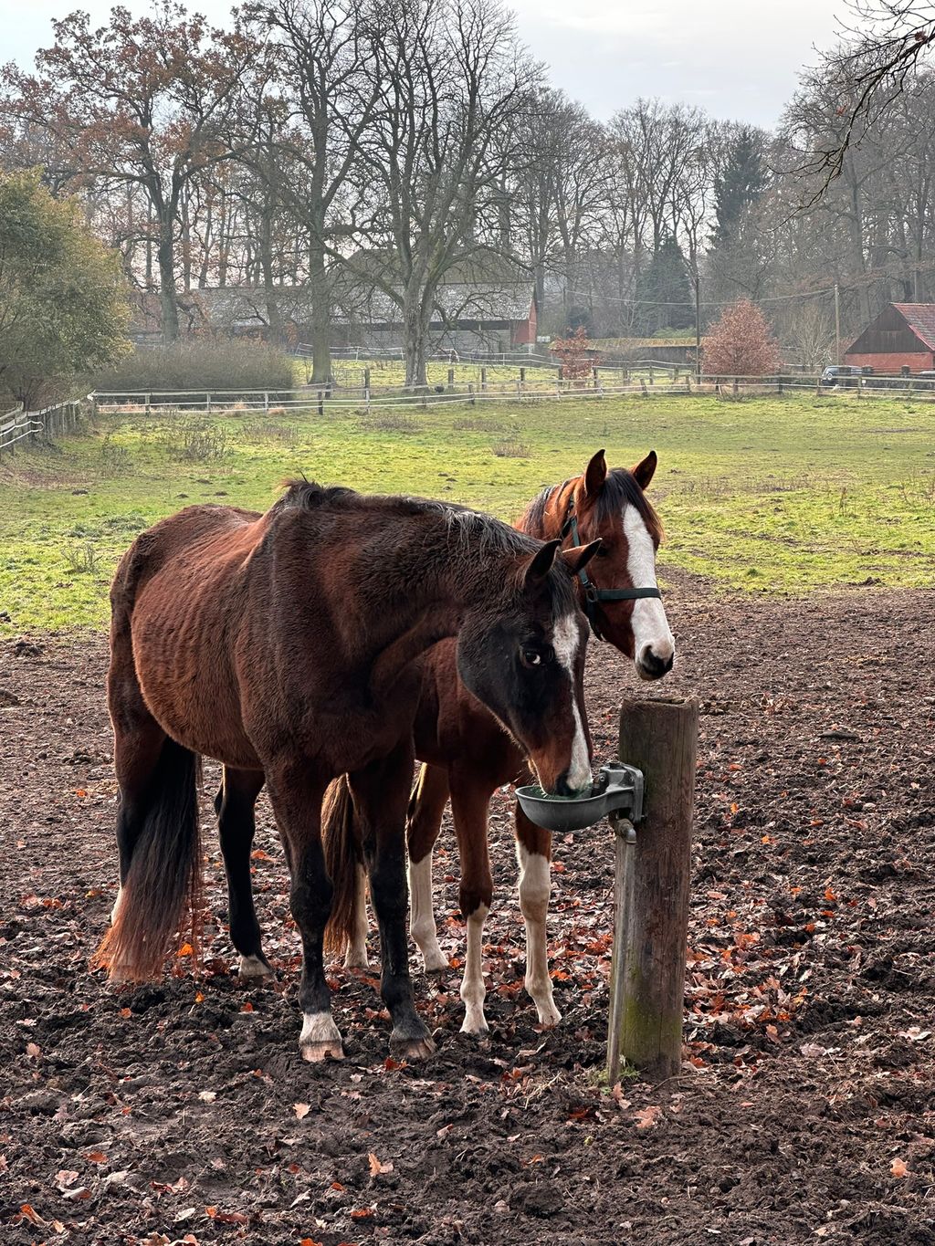 Iglucraft dans le parc naturel de Wendland, près de l'Elbe