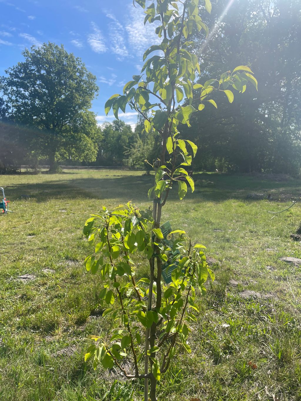 Naturstellplätze auf großem Waldgrundstück