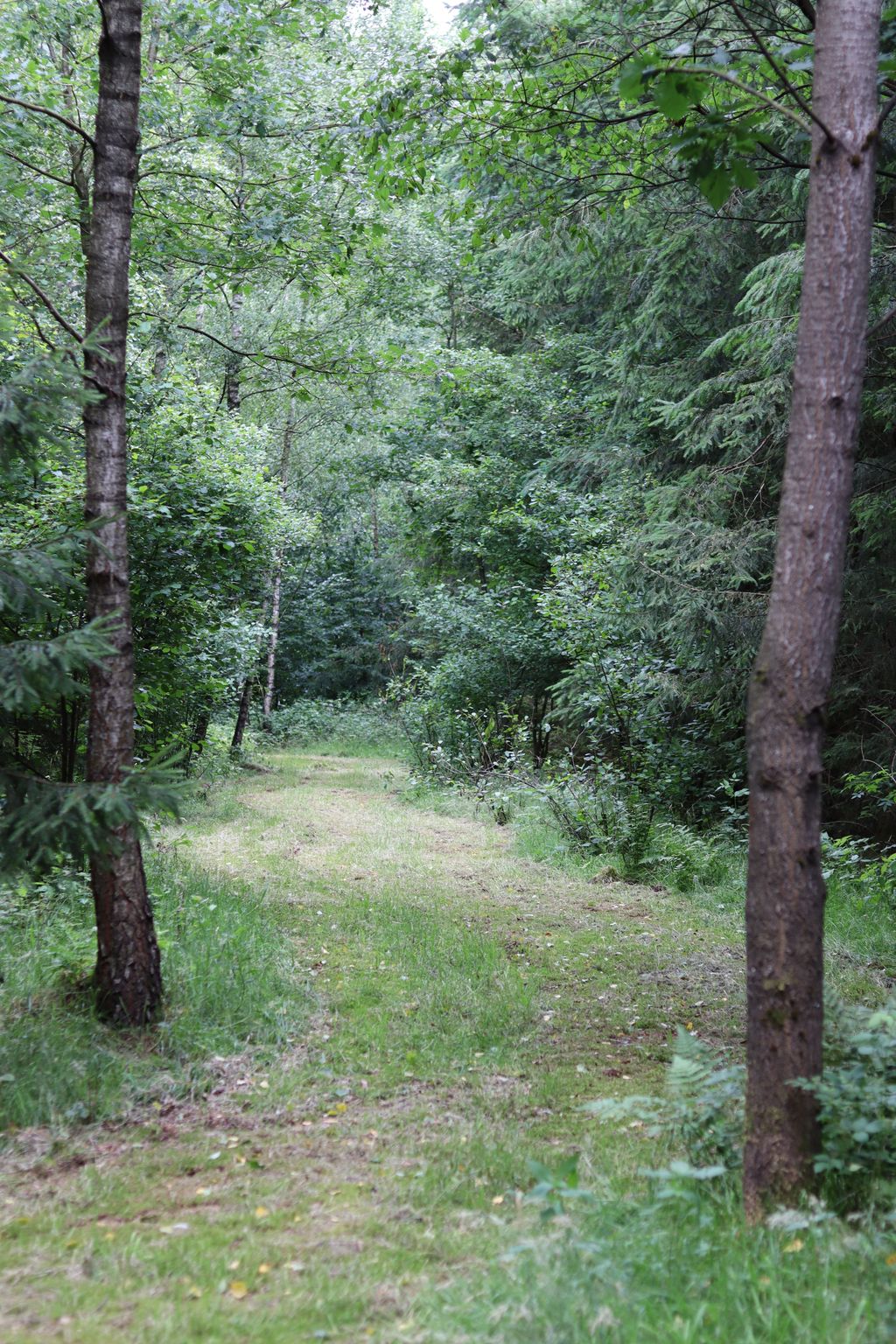 Natural pitch on pasture or in the forest