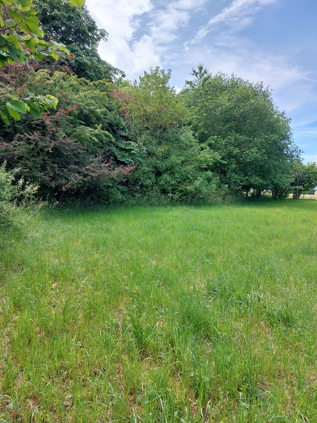 Rothenburg ob der Tauber: Wiesen-Camp am Ortsrand
