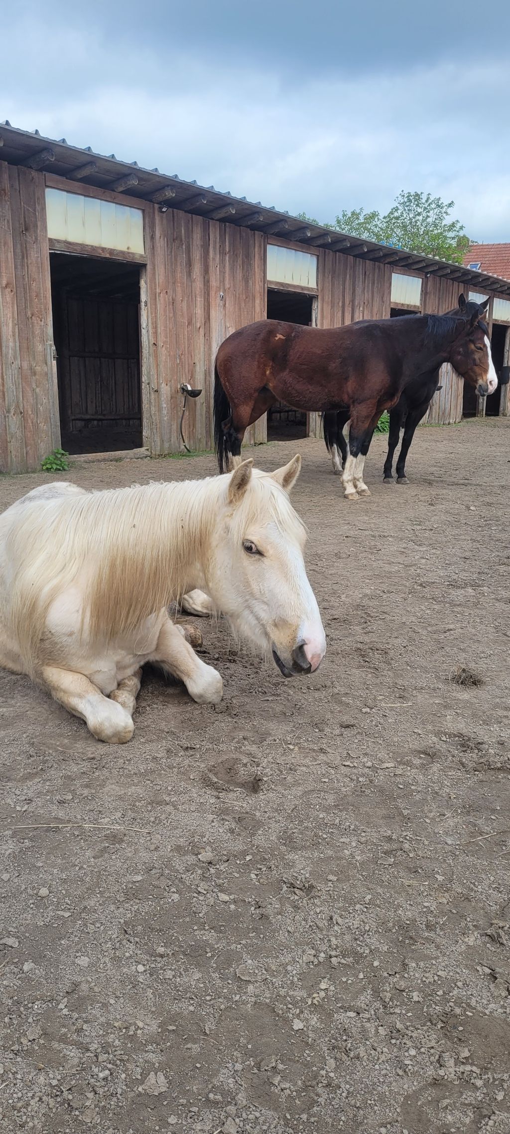 Rancho con caballos y ganado en el canal Ems-Jade