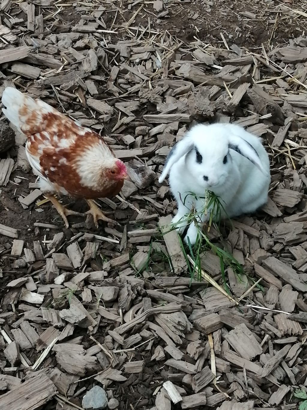Urlaub auf dem Bauernhof am Rande des Sauerland