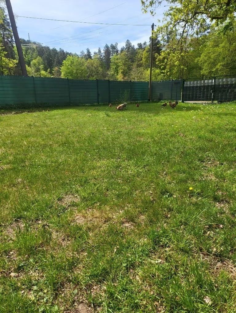 🥚 Waldstellplatz mit Strom & frischen Eiern