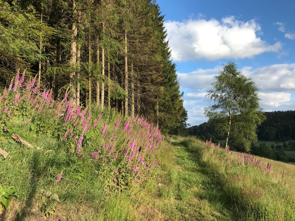 Un luogo vicino ai prati di montagna con una vista fantastica
