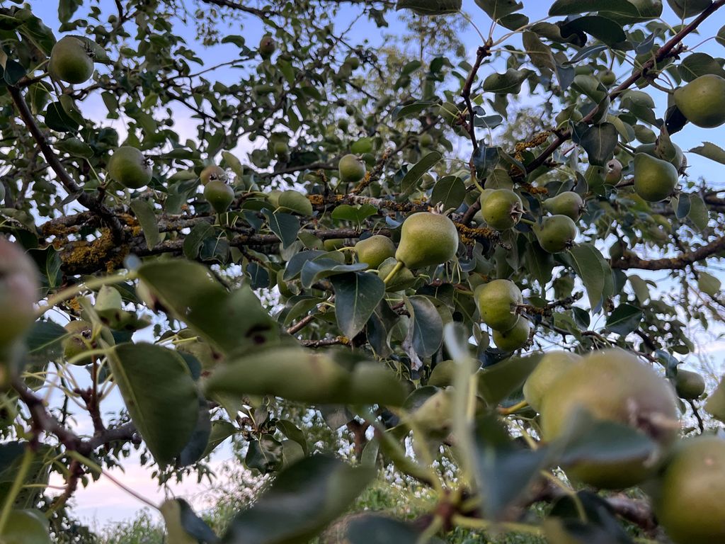 Ein Plätzchen im Baumgarten Eden 🌳