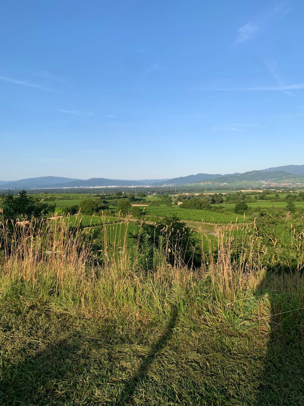 Unique panoramic view in the vineyard in Freiburg