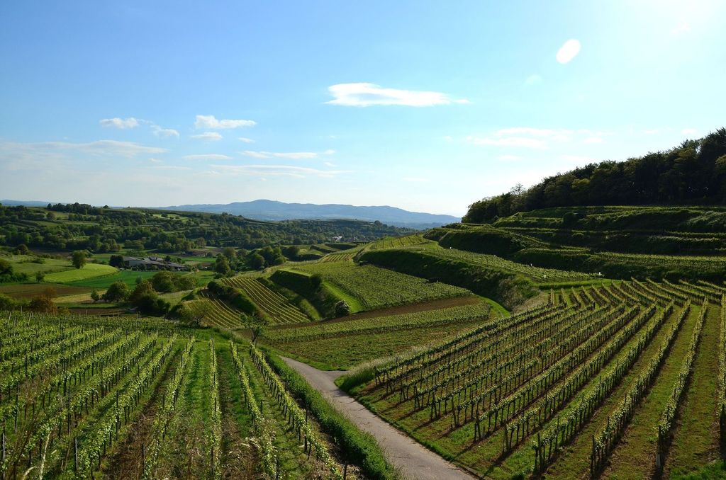 Meadow at the Weinhof - surrounded by vineyards