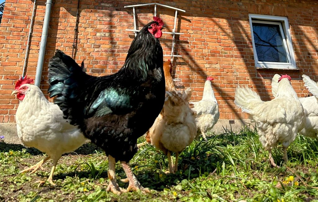 Glamping Grande im Herzen Mecklenburgs