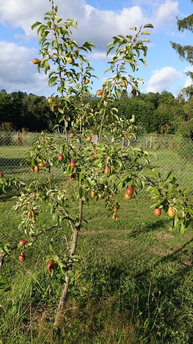 Mini campamento en una antigua granja con instalaciones sanitarias y electricidad