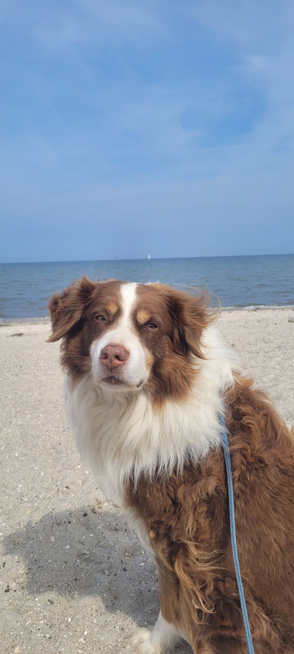 Rancho con caballos y ganado en el canal Ems-Jade