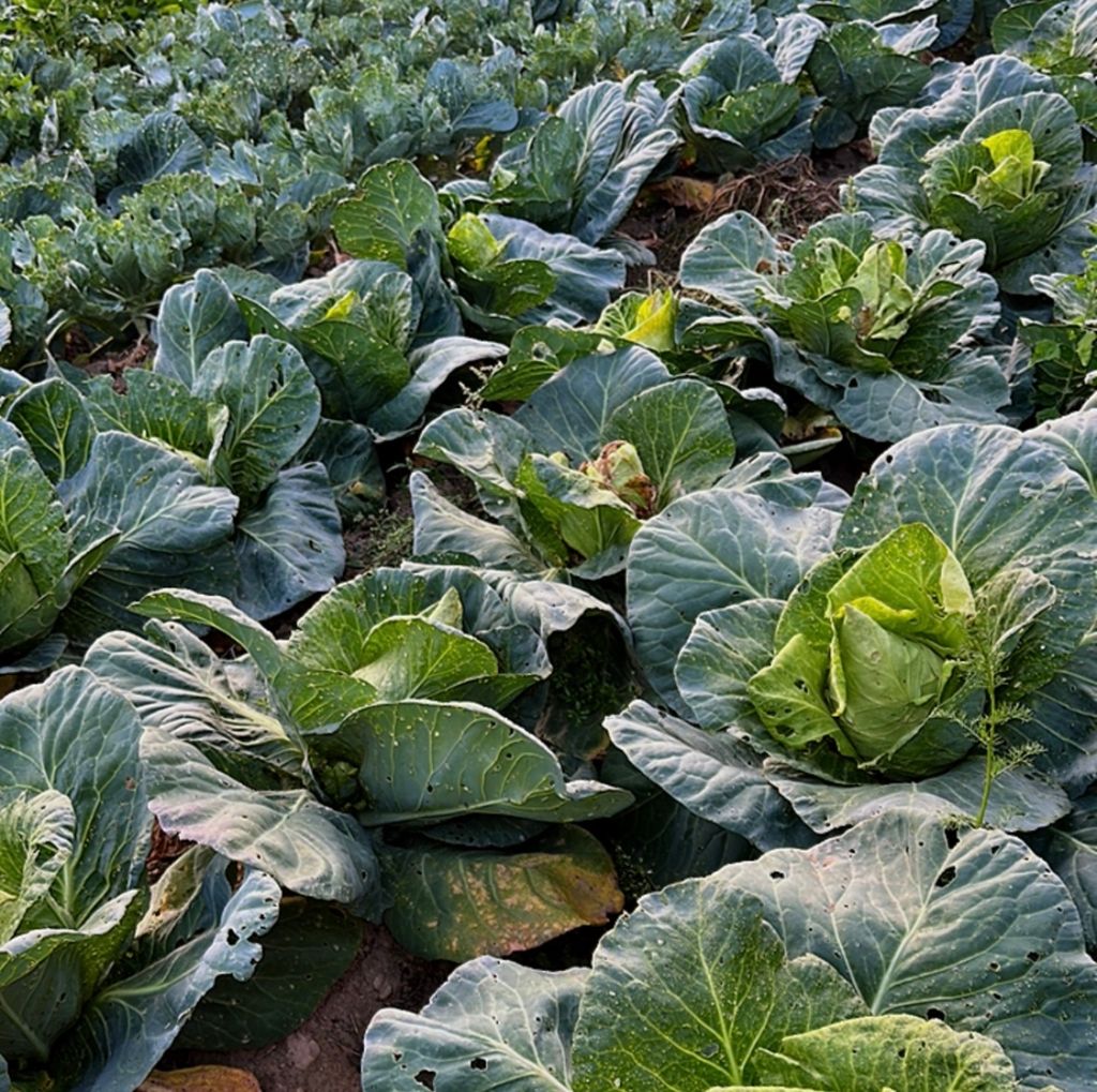 Campeggio in una fattoria biologica nella valle di Gutenecker