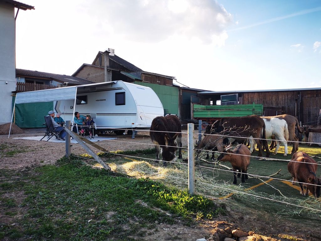 Camping at the donkey enclosure at Erlebnishof Odenwald