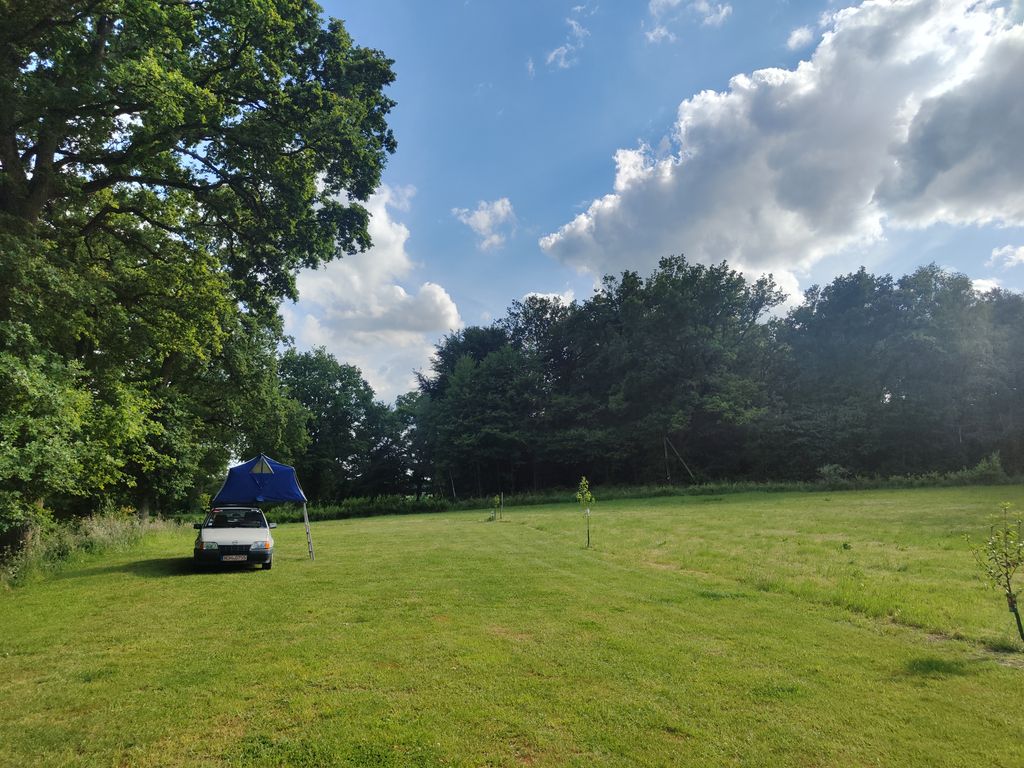 Small pasture under trees